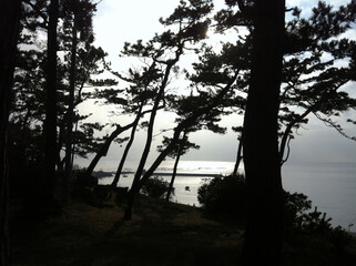 sea and trees
