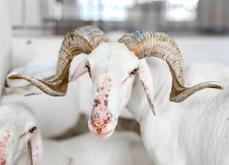 White Goat with Curved Horns in HDR Close-Up