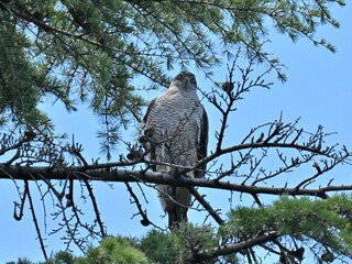 オオタカ Eurasian Goshawk