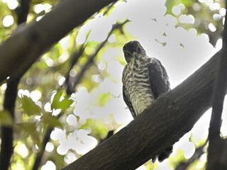 ツミ Japanese Sparrowhawk