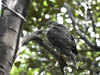 ツミ Japanese Sparrowhawk