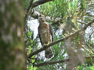オオタカ Eurasian Goshawk