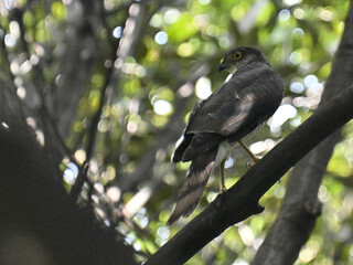 ツミ Japanese Sparrowhawk