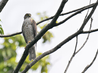 ツミ Japanese Sparrowhawk