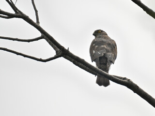 ツミ Japanese Sparrowhawk