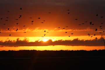 Silhouetted Birds Flying at Sunset Over a Dramatic Horizon