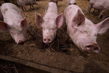 Cochons Large White © Labat-Rouquette