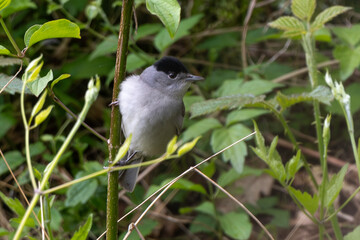 Fauvette à tête noire, male,.Sylvia atricapilla, Eurasian Blackcap
