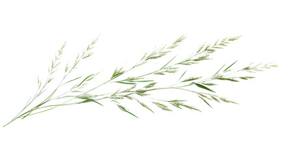 Fototapeta premium Fresh Wild Grass Isolated on Transparent Background PNG