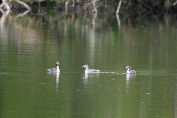 Grèbe huppé,.Podiceps cristatus, Great Crested Grebe, femelle et jeune