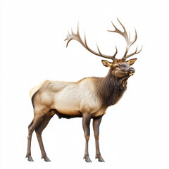 Obraz premium Photo of an elk in the wild, standing tall with impressive antlers, on a white background