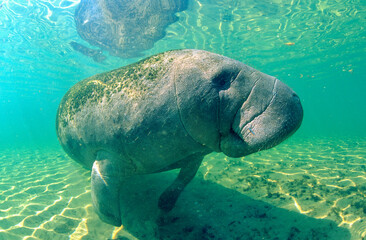 Closeup of a manatee underwater at Crystal River, Florida