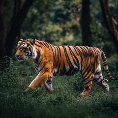 Fototapeta premium Full body image of a tiger walking, side view, photography, clean background