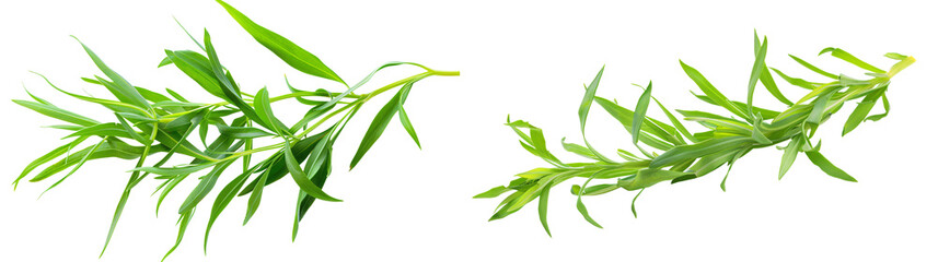 Fresh Green Herbs Isolated on White Background for Culinary and Decorative Use