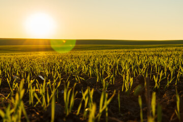 Winter wheat sprouts emerge brightly in a rural field, reaching towards the sun. The warm light of dawn enhances the lush green growth, symbolizing the promise of a fruitful harvest