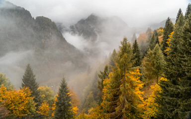 Rocca Pietore: A Foggy Autumn Forest Wrapped in Nature’s Colors