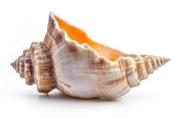 Spiral seashell with orange interior on white