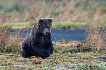 Kodiak bear about to charge another bear in Alaska