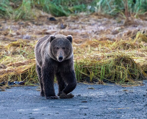 Fototapeta premium Bear near the grass on the river shore in Alaska