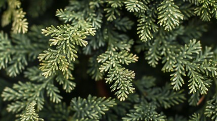 A close-up of the tiny, scale-like leaves of a cedar tree, arranged in intricate overlapping patterns