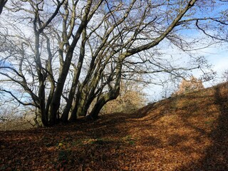 Serene autumn landscape with bare trees and leaves.