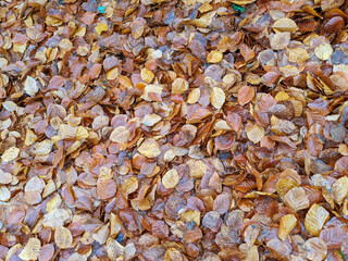 Wet Brown Fallen Leaves on A Forest Floor In Winter or Autumn Season