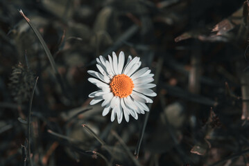 Einsame G&auml;nsebl&uuml;mchenbl&uuml;te &ndash; Naturminimalismus im Fokus