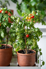 Fresh, juicy cherry tomatoes grow in clay pots at home, closeup view. Home garden with flowers, plants, horticulture with indoor cultivation. Eco friendly living, sustainable food, growing vegetable