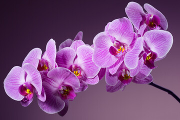 Blooming purple orchid flowers on black background