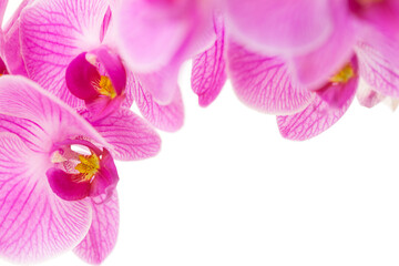 Fototapeta premium Orchid Blossom Background Bright Blooms 