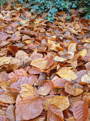 Wet Brown Fallen Leaves on A Forest Floor In Winter or Autumn Season
