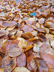 Wet Brown Fallen Leaves on A Forest Floor In Winter or Autumn Season