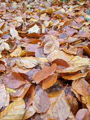 Wet Brown Fallen Leaves on A Forest Floor In Winter or Autumn Season