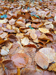 Wet Brown Fallen Leaves on A Forest Floor In Winter or Autumn Season