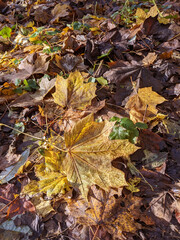 Wet Brown Fallen Leaves on A Forest Floor In Winter or Autumn Season