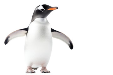 A charming penguin standing proudly, showcasing its unique black and white feathers. transparent background.