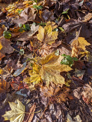 Wet Brown Fallen Leaves on A Forest Floor In Winter or Autumn Season