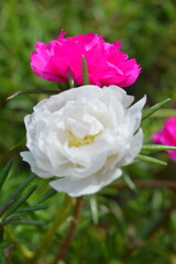 Beautiful Hot Pink Portulaca Grandiflora