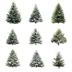Set of fir trees isolated on transparent background. PNG image.