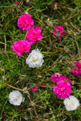 Obraz premium Beautiful Hot Pink Portulaca Grandiflora