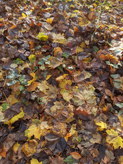 Wet Brown Fallen Leaves on A Forest Floor In Winter or Autumn Season