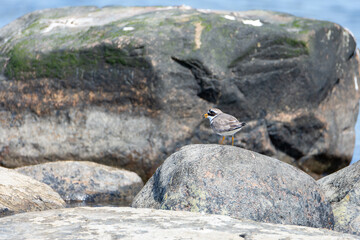 Common Ringed Plover on the rocks