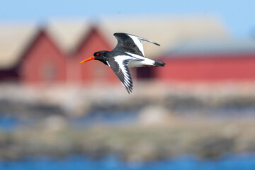 Eurasian Oystercatcher in fight