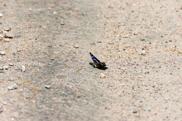 butterfly on the ground