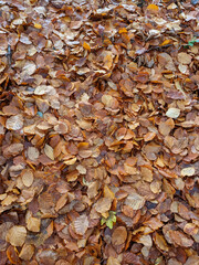 Wet Brown Fallen Leaves on A Forest Floor In Winter or Autumn Season