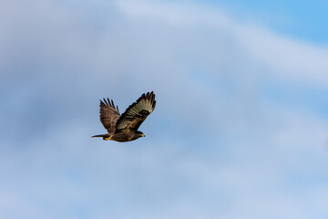 Common Buzzard in flight