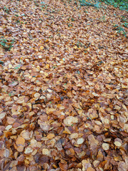 Wet Brown Fallen Leaves on A Forest Floor In Winter or Autumn Season