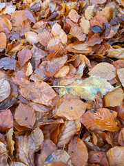 Wet Brown Fallen Leaves on A Forest Floor In Winter or Autumn Season