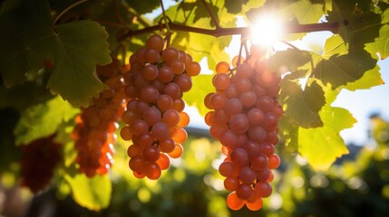 Sunlit Golden Grapes Hanging on Vine, Lush Vineyard, Autumn Harvest
