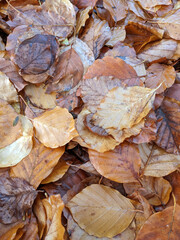Wet Brown Fallen Leaves on A Forest Floor In Winter or Autumn Season